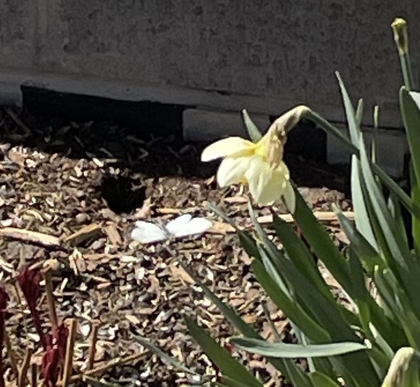 Small White From Duncan St Drummond North Elmsley ON CA On April 7