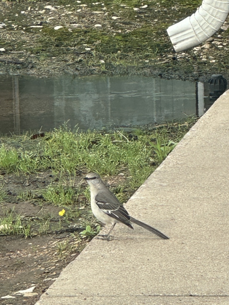 Northern Mockingbird From S University Parks Dr Waco Tx Us On April