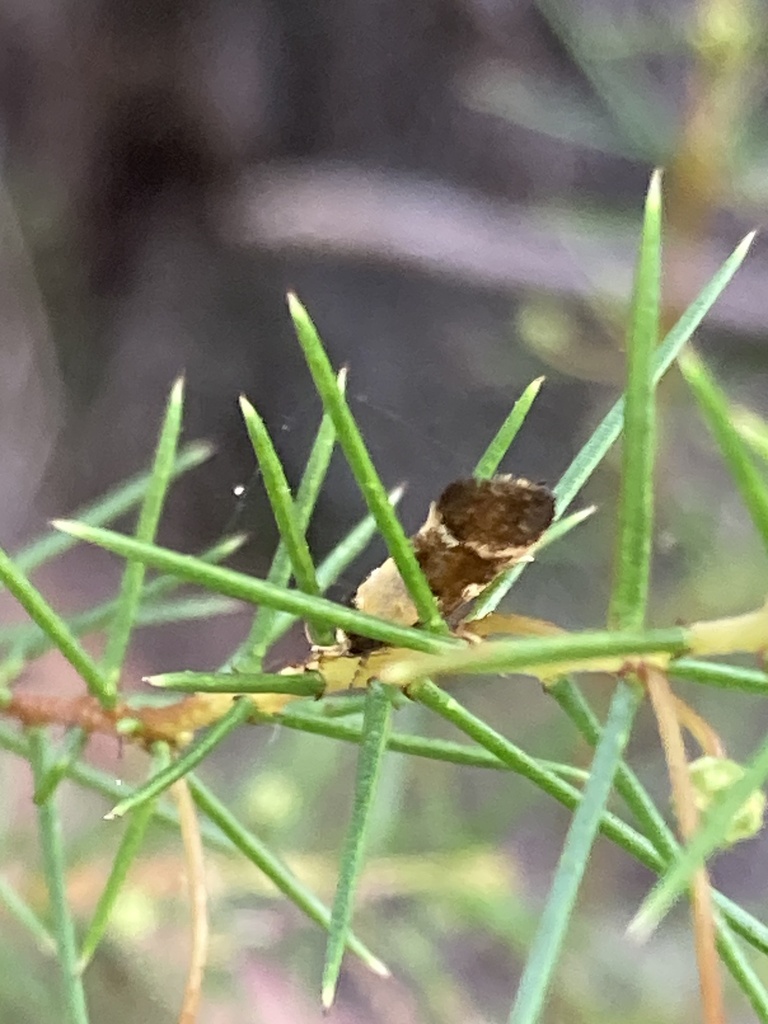 Enchronista Proximella From Burraneer Rd Coomba Park NSW AU On April