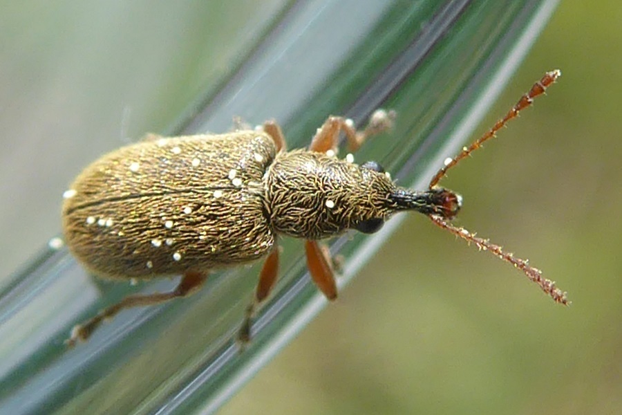 Cimberis Attelaboides From 85414 Kirchdorf An Der Amper Deutschland On