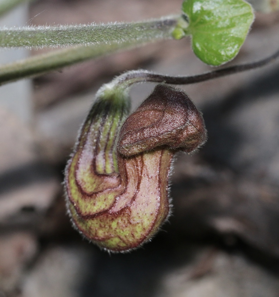 California Dutchman S Pipe From Sonoma California United States On