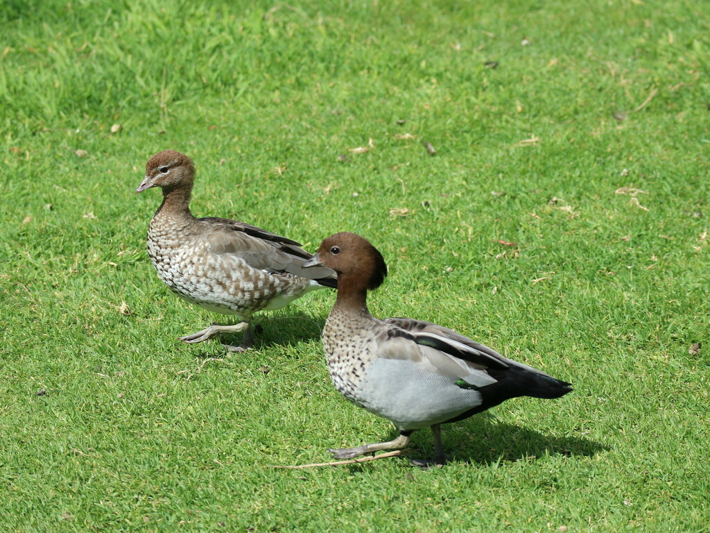 Australian Wood Duck From Kennett River Nature Walk Great Ocean Rd