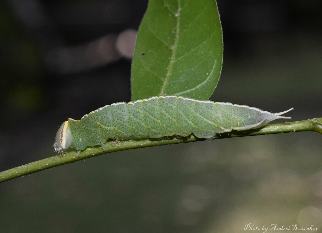 Mottled Prominent From Hazel Heights Gainesville Fl Usa On