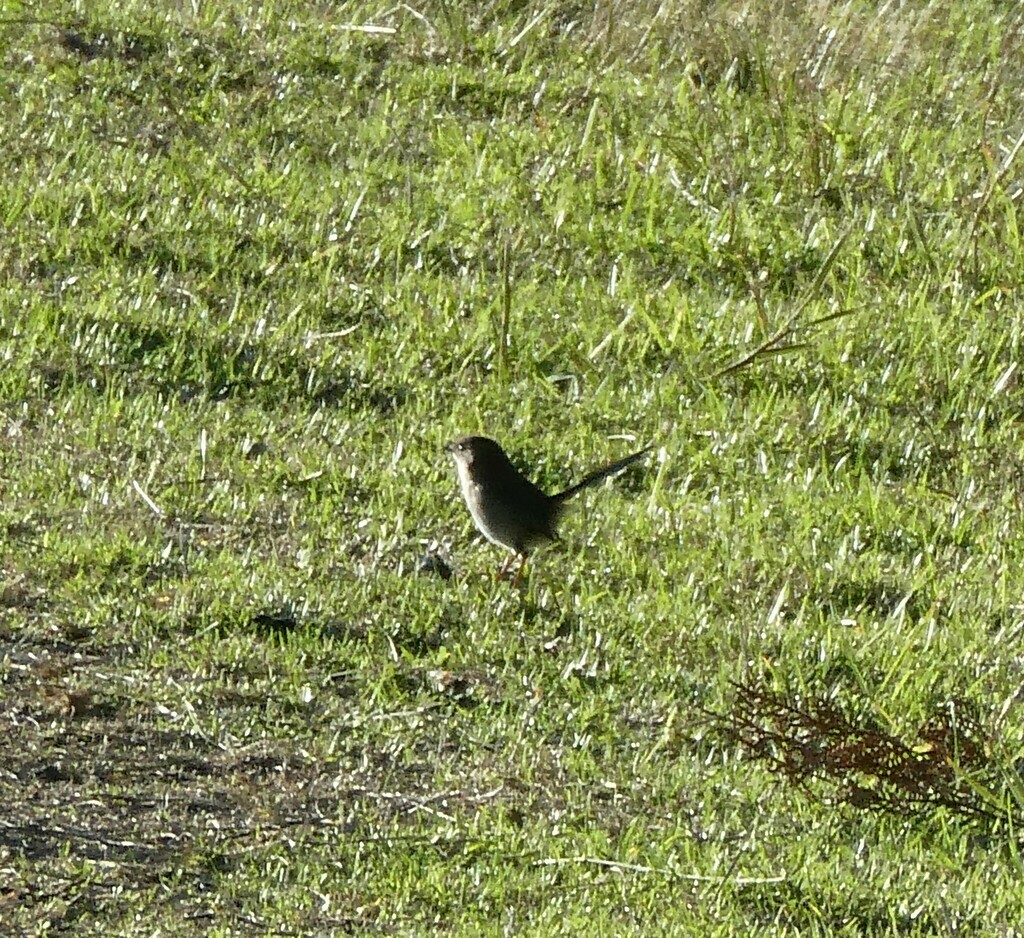 Superb Fairywren From Rosebud VIC 3939 Australia On April 13 2024 At