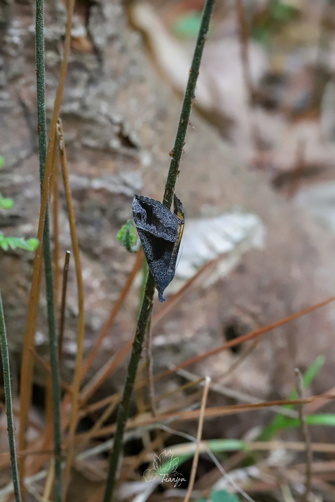 Hypenine Snout Moths from 中国江苏省南京市浦口区 on April 12 2024 at 02 11 PM by