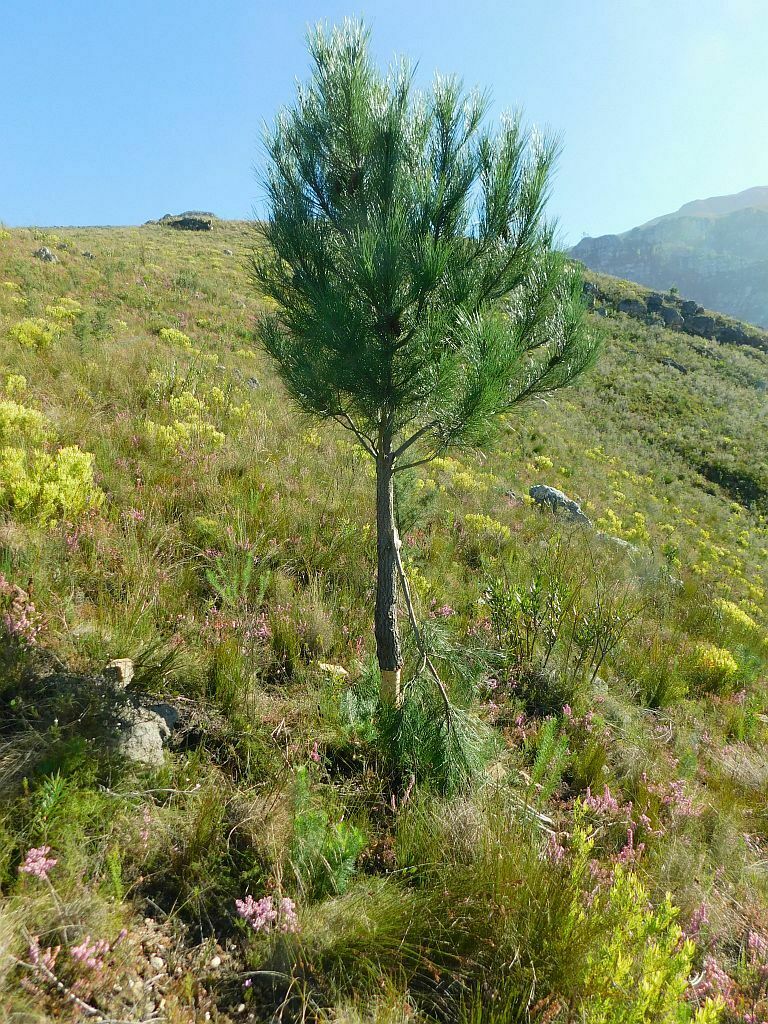 Maritime Pine From Greyton Nature Reserve 7233 South Africa On April