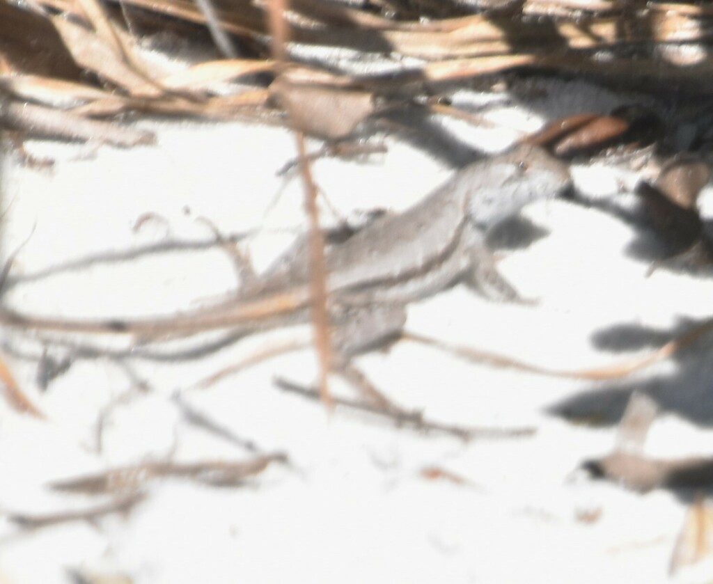 Florida Scrub Lizard In April By Tom Palmer Inaturalist