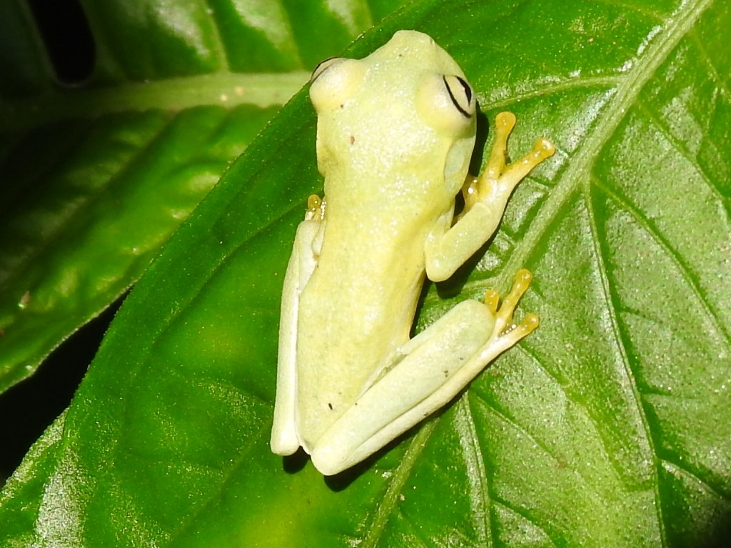 Banana Tree Dwelling Frog From Acac As Meta Colombia On April