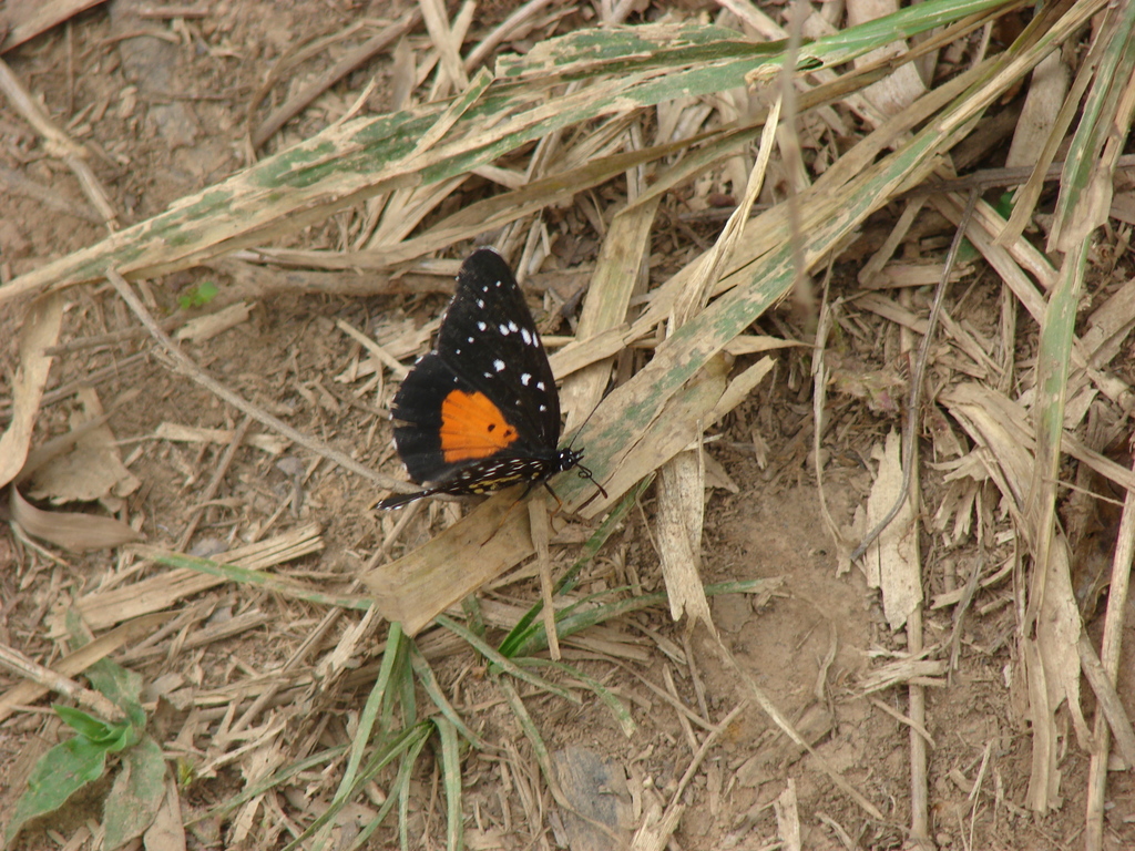 Mariposa Parche Carmes Desde La Palma El Castillo Xalapa Enr Quez