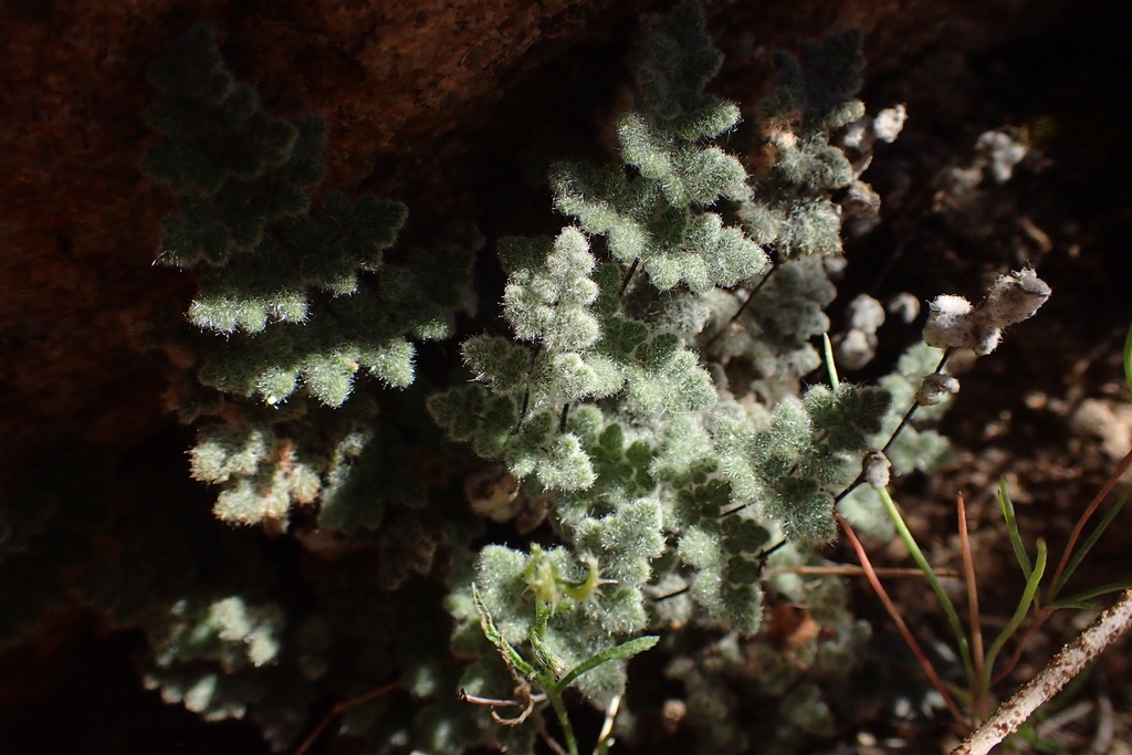 Parry S Lip Fern From Riverside County Ca Usa On April At