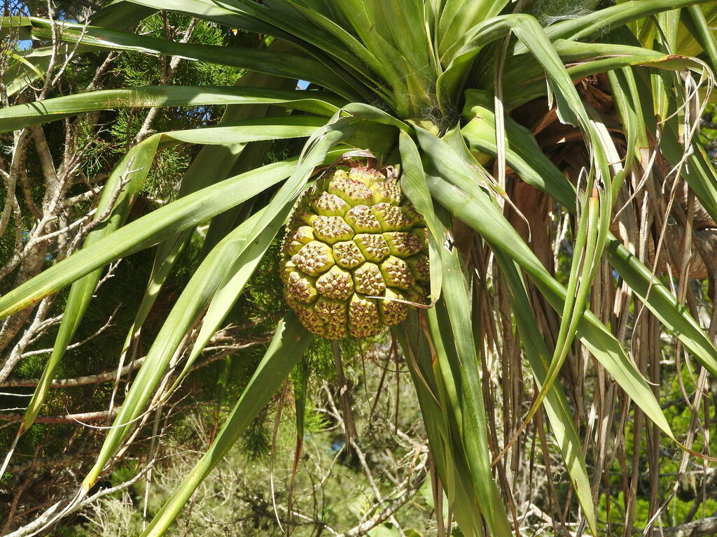 Thatch Screwpine From Hervey Bay QLD 4655 Australia On April 13 2024