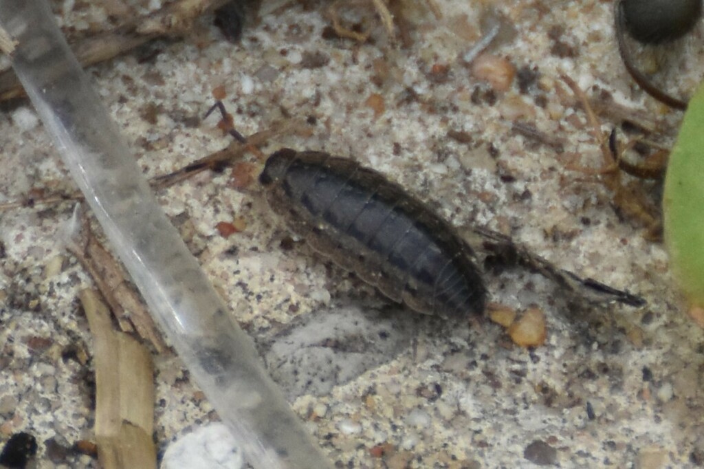 Oak Woodlouse From Bridge City TX USA On April 16 2024 At 12 29 PM