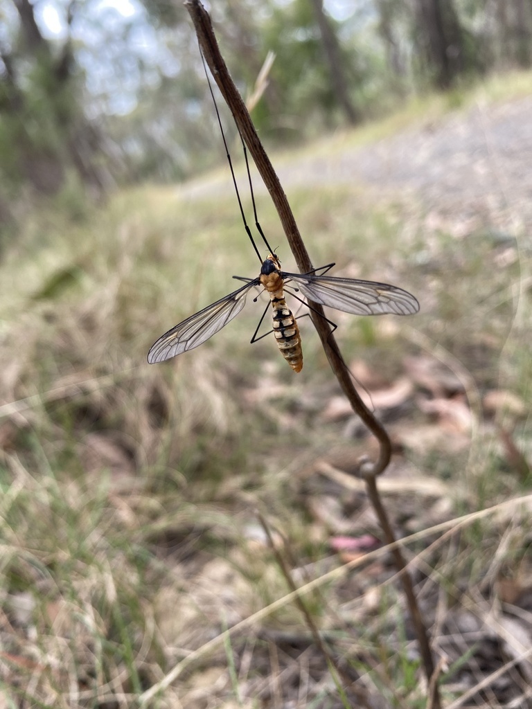 Leptotarsus Clavatus From Dandenong Ranges National Park Tremont VIC