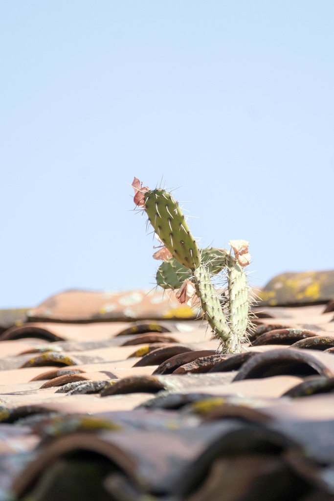 Prickly Pears from Tacícuaro Mich México on April 27 2019 at 09 35