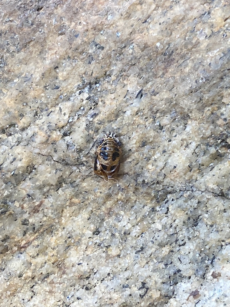 Asian Lady Beetle From Stafford Ave Raleigh NC US On April 18 2024