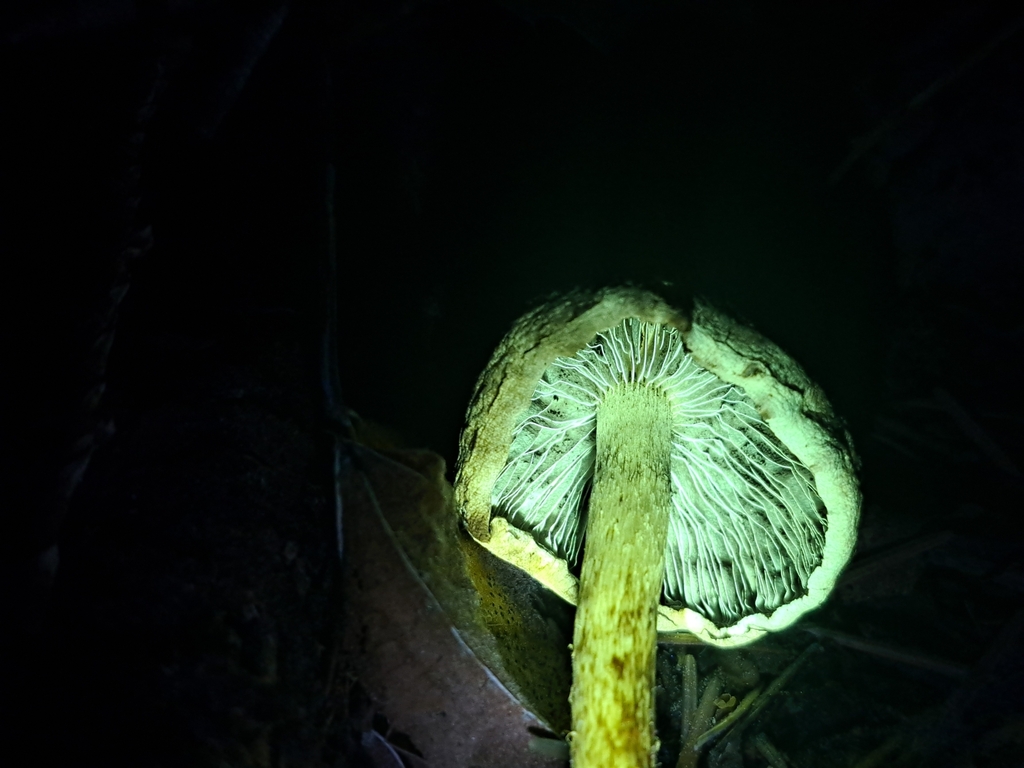 Common Gilled Mushrooms And Allies From Olympia Wa Usa On April