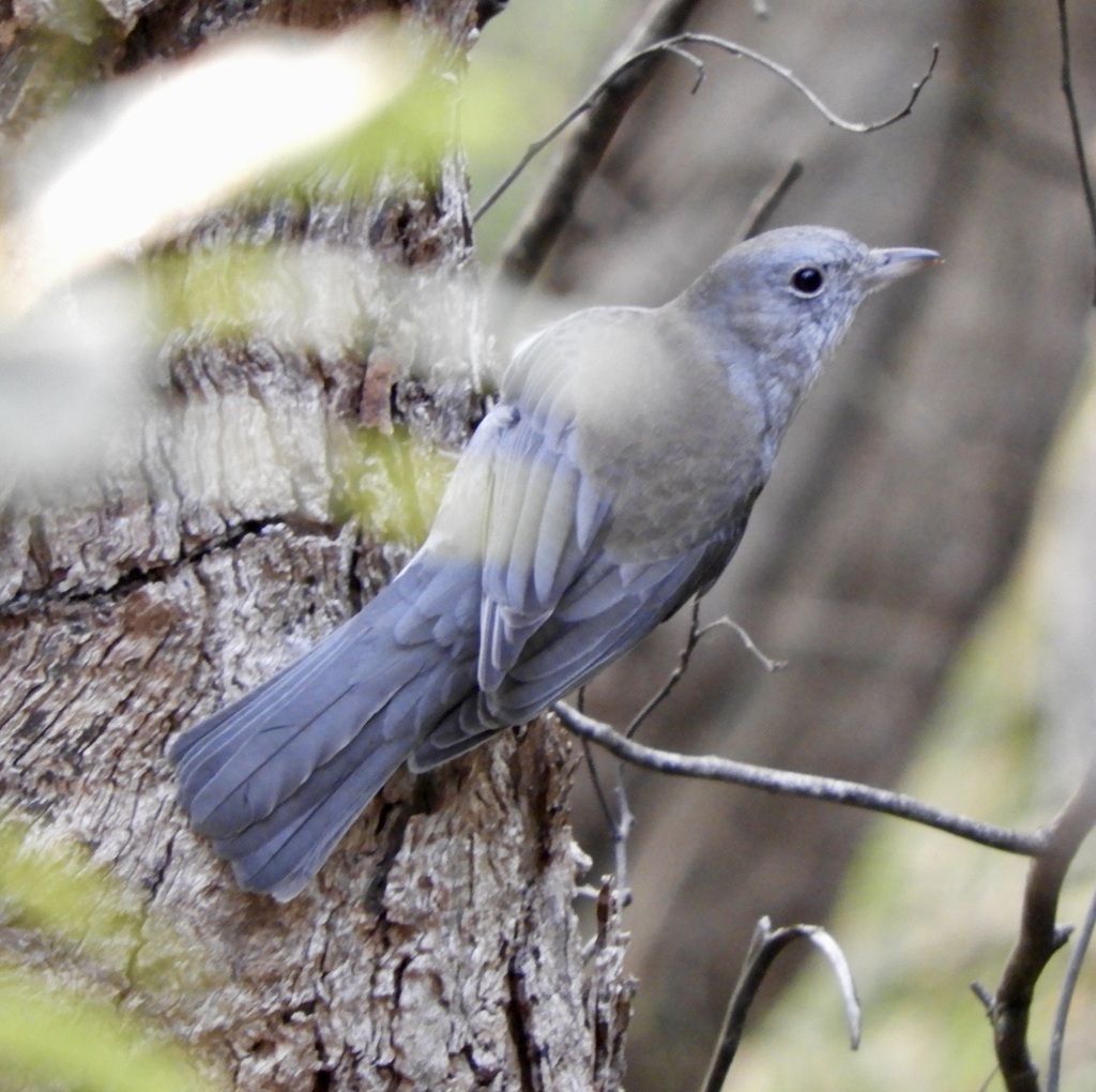 Grey Shrikethrush From 74 Boulton Cres Tyers VIC 3844 Australia On