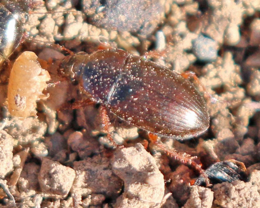 Sun Beetles From Sahuarita AZ USA On April 18 2024 At 09 29 AM By