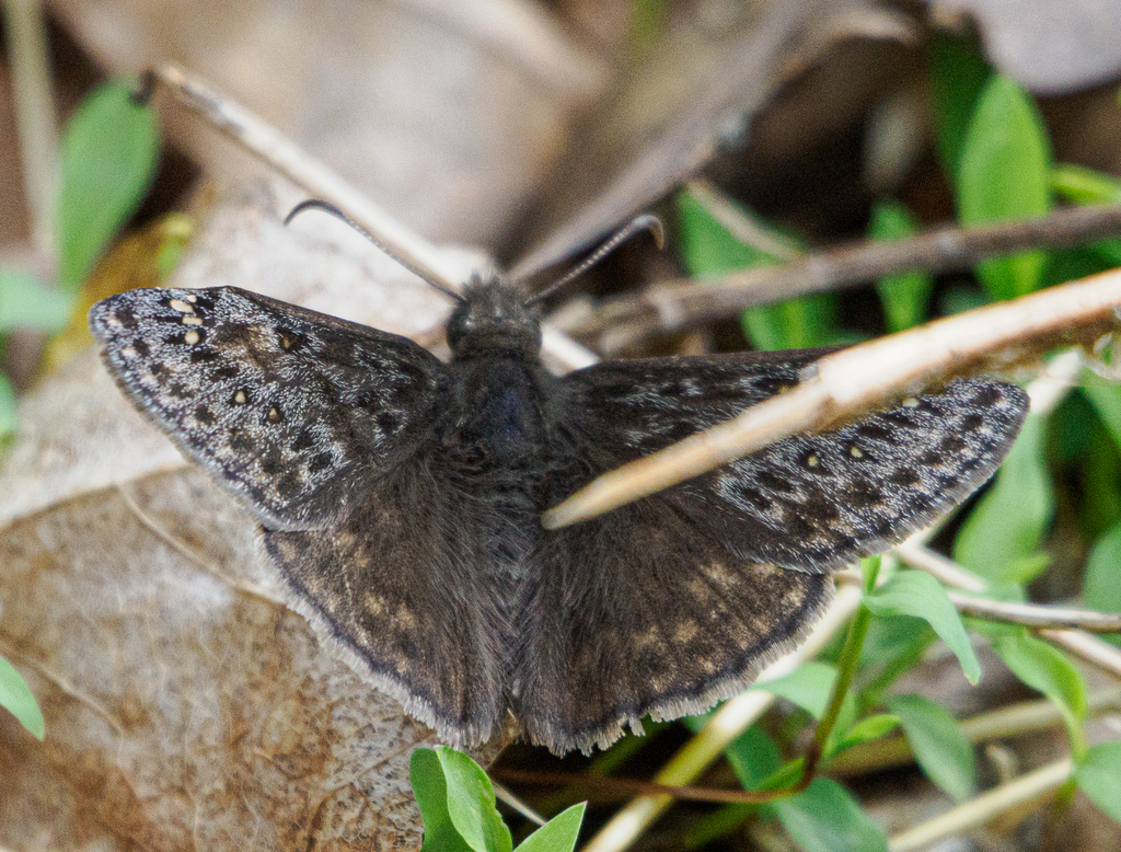 Juvenal S Duskywing From Coshocton County OH USA On April 17 2024 At