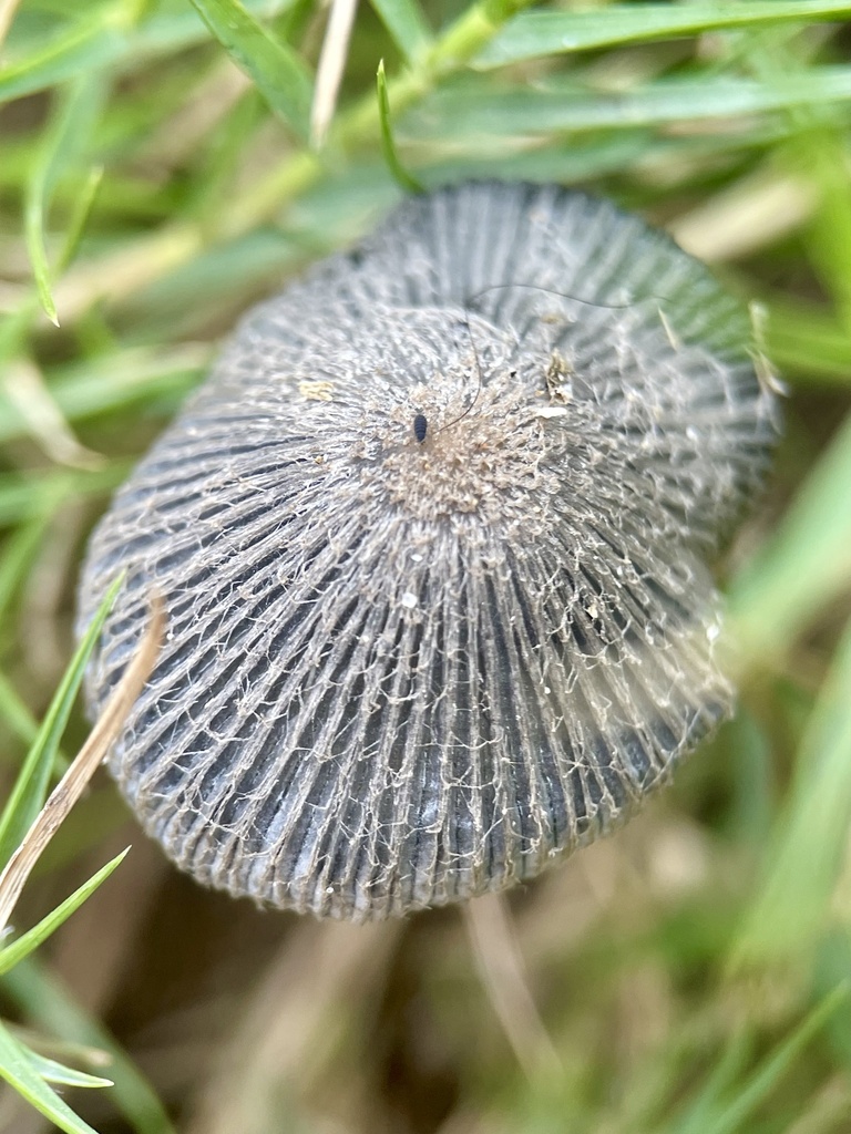 Common Gilled Mushrooms And Allies From Wilsons Promontory National