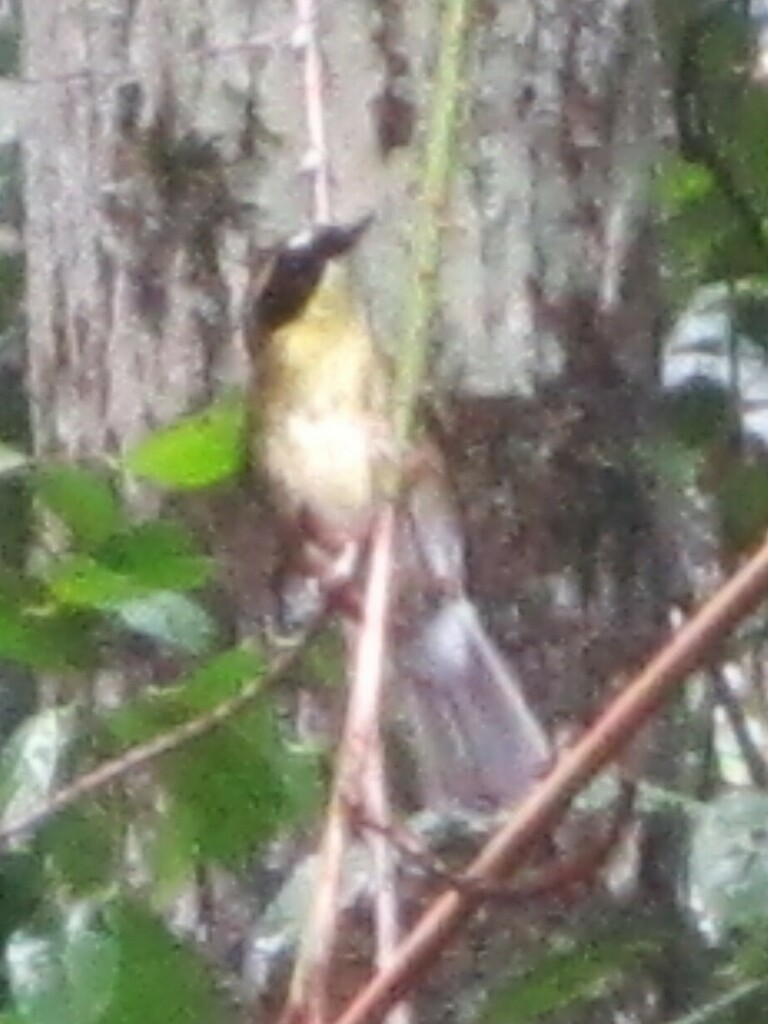 Yellow Throated Scrubwren From Crystal Creek Qld Australia On