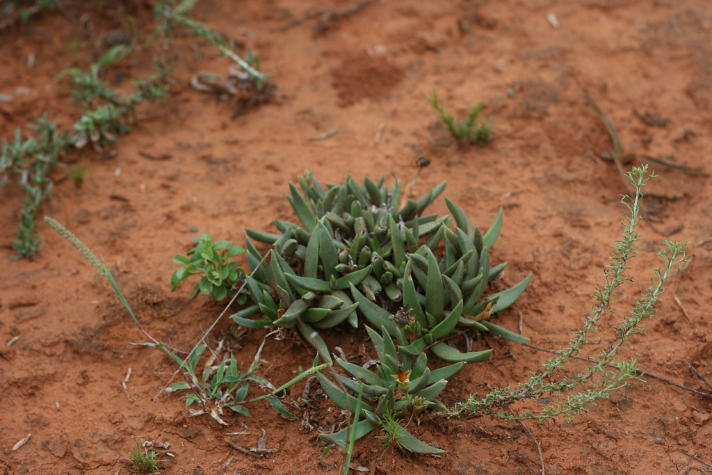 Bergeranthus Addoensis From Uitenhage Farms Gqeberha South Africa On