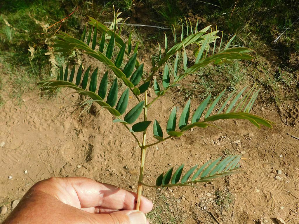 Cedar Wattle From Greyton Nature Reserve 7233 South Africa On April