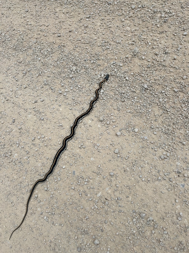 Black Necked Garter Snake From Camp Bullis San Antonio Tx Us On