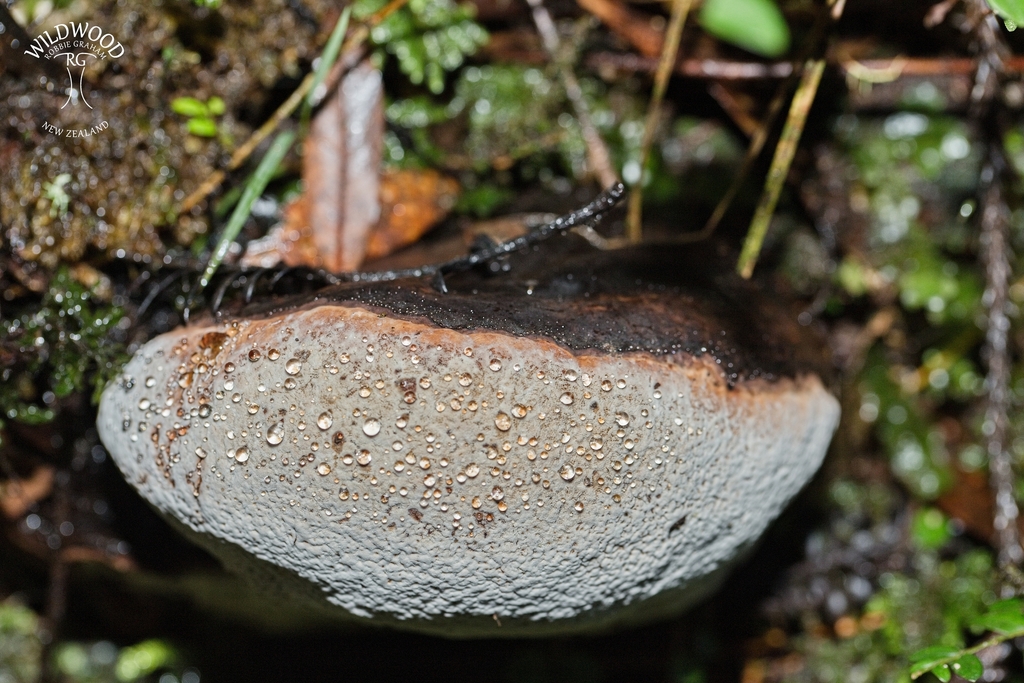 Mushrooms Bracket Fungi Puffballs And Allies From Rimu Walk Waikato