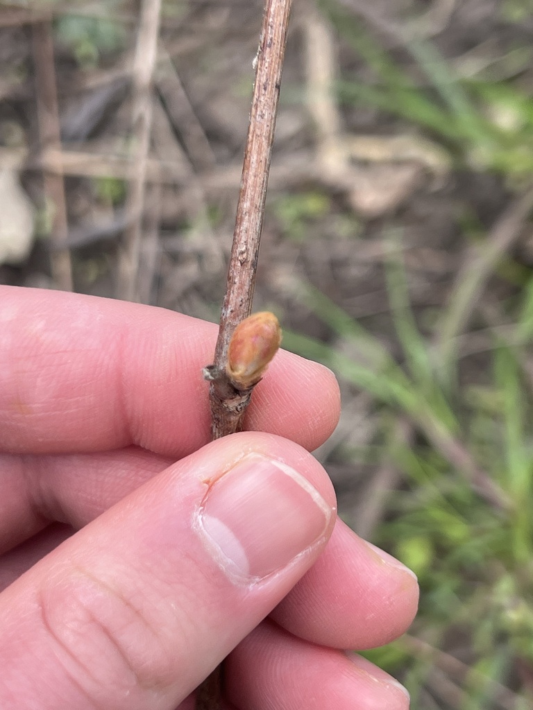 Round Bullet Gall Wasp From Suny Geneseo Geneseo Ny Us On April