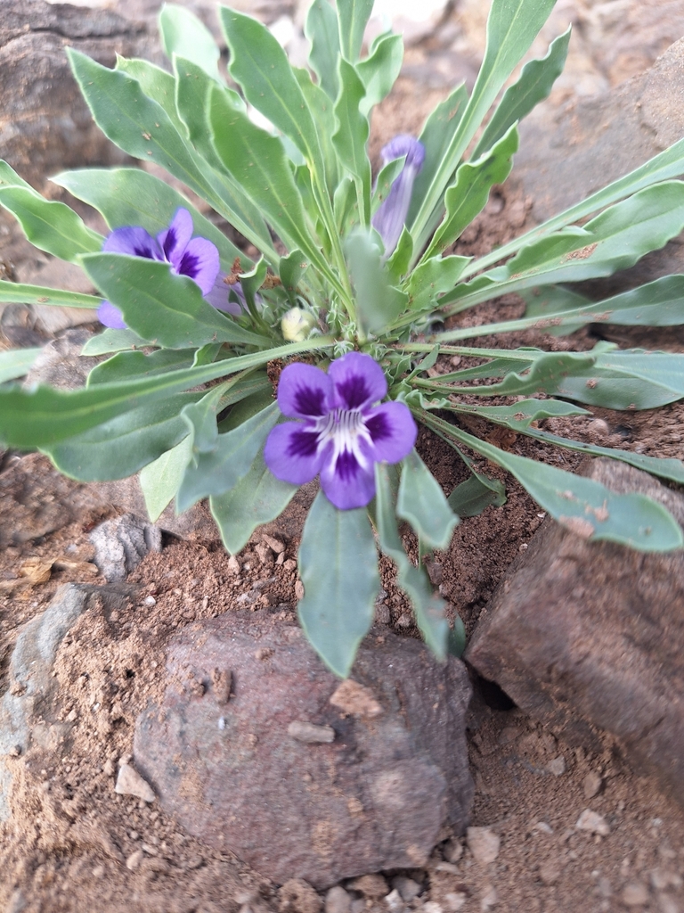 Karoo Violet From Kannaland Local Municipality South Africa On April