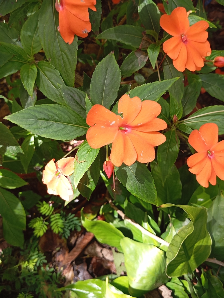 New Guinea Impatiens From El Cairo Valle Del Cauca Colombia On April