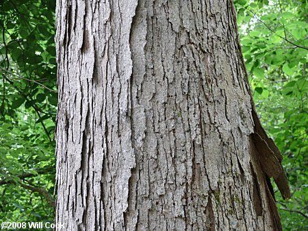 Swamp Chestnut Oak Native Trees Of Maryland Inaturalist