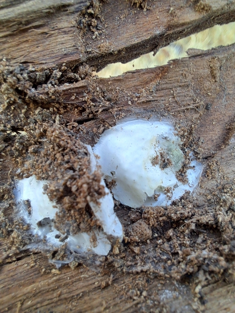 False Puffball From Ciudad De M Xico Cdmx M Xico On April