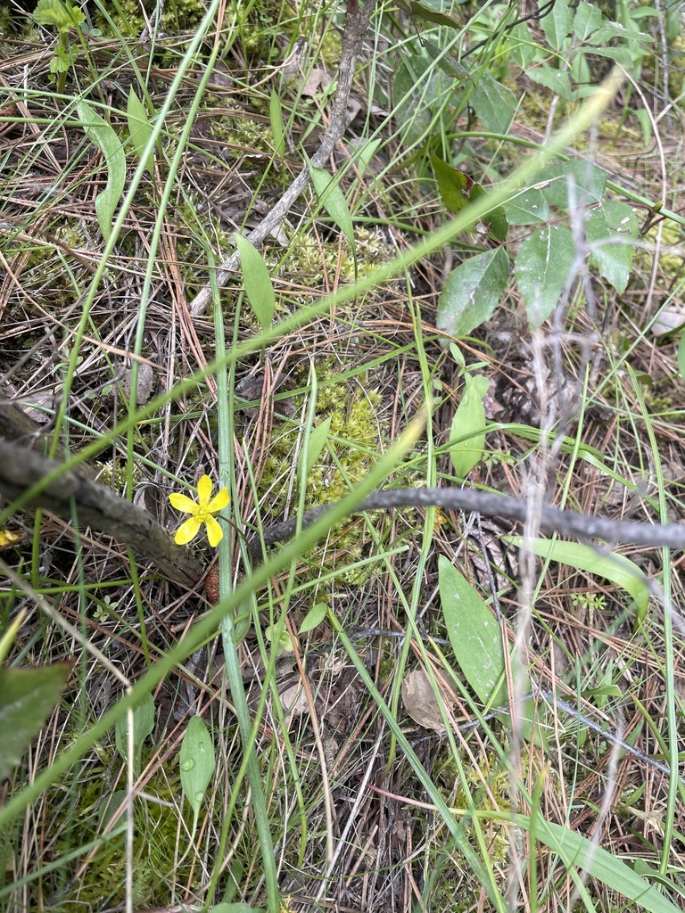 Sagebrush Buttercup From Tubbs Hill Coeur D Alene Id Us On April