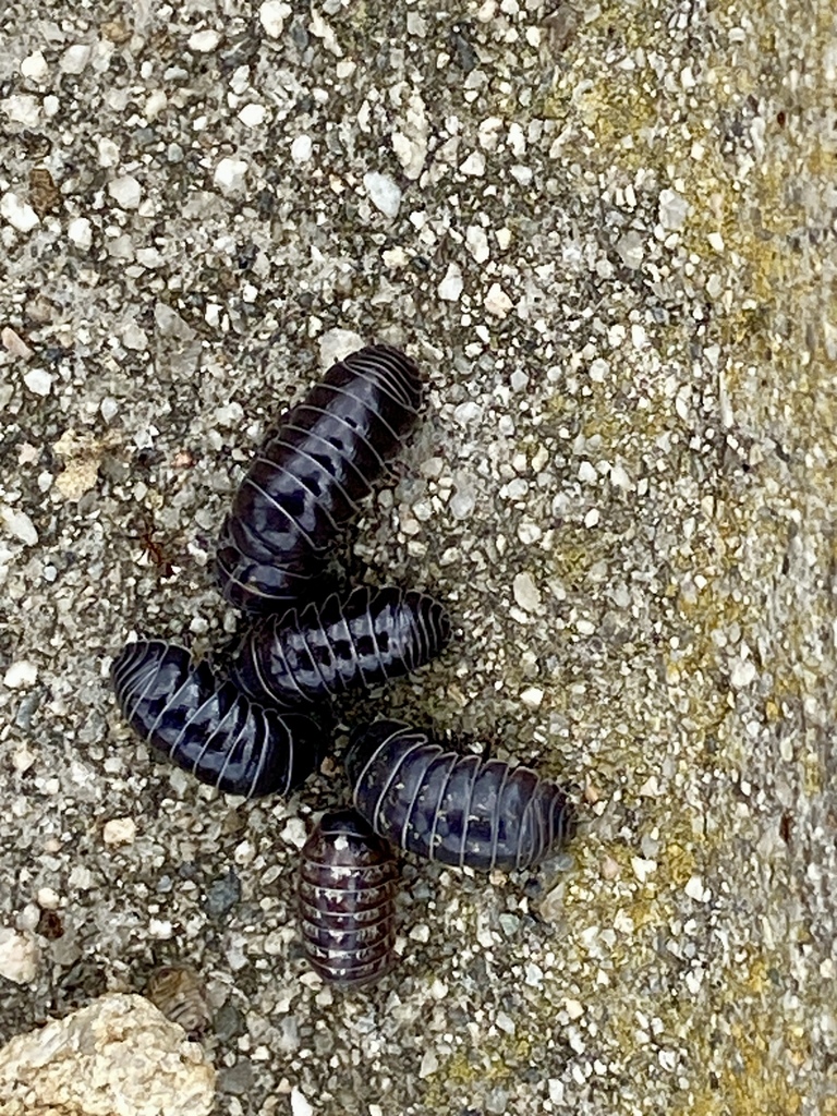 Common Pill Woodlouse From Shady Canyon Irvine Ca Usa On April