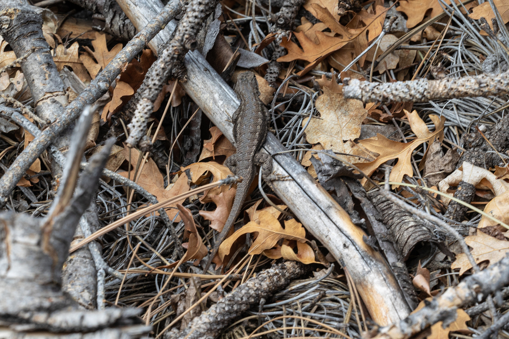 Plateau Fence Lizard From Los Alamos County Nm Usa On April