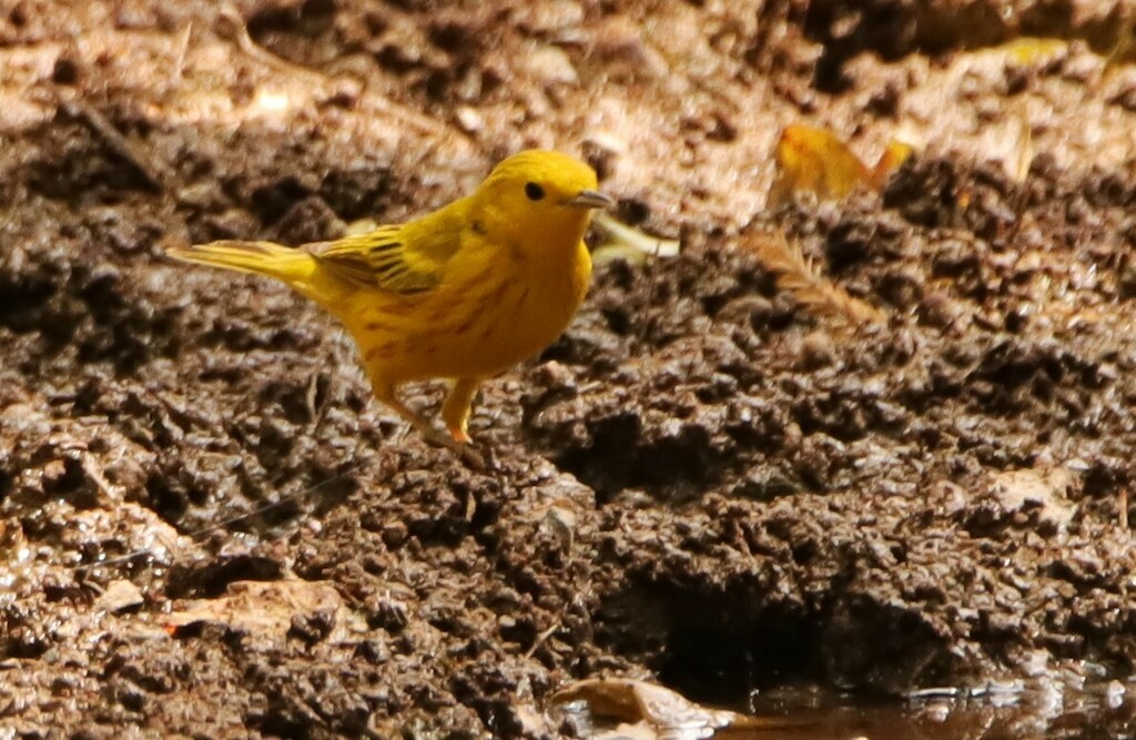 Yellow Warbler From Bosque Los Colomos C El Chaco 3200 Providencia