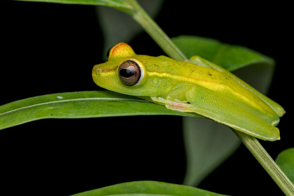 Red Webbed Tree Frog From Heredia Province Puerto Viejo De Sarapiqui