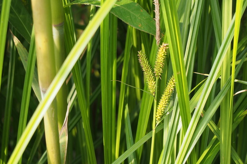 Carex Sect Confertiflorae Section Confertiflorae INaturalist