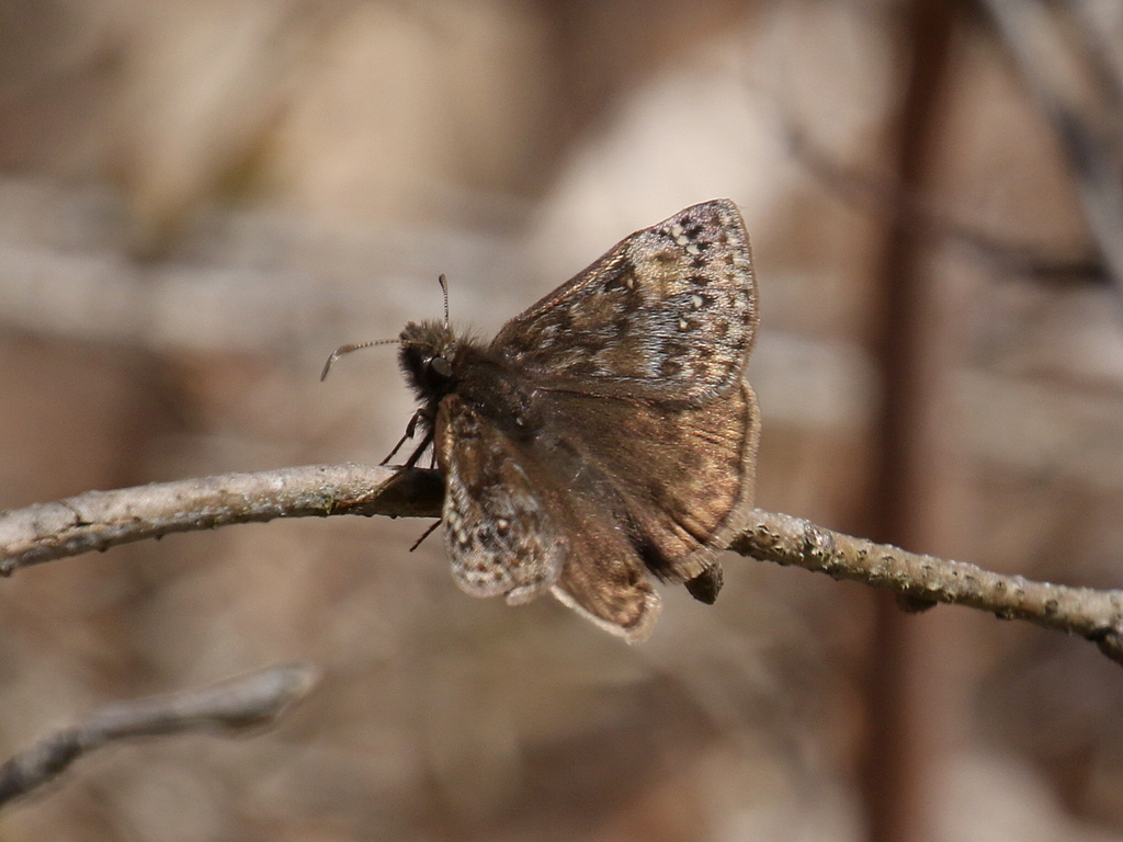 Juvenal S Duskywing From Concord NH USA On April 27 2024 At 01 42 PM