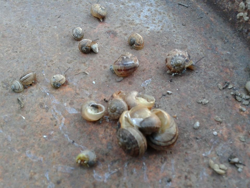 Garden Snail From Tandil Buenos Aires Argentina On April By