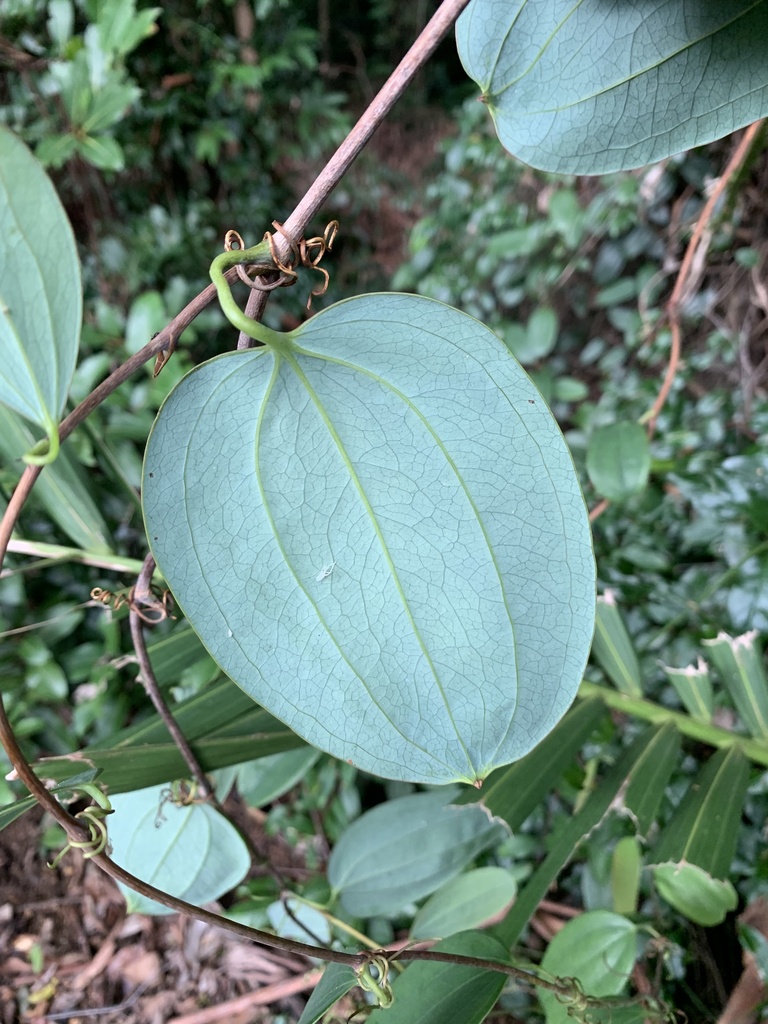 Sweet Sarsaparilla From Kroombit Tops National Park Cania Qld Au On