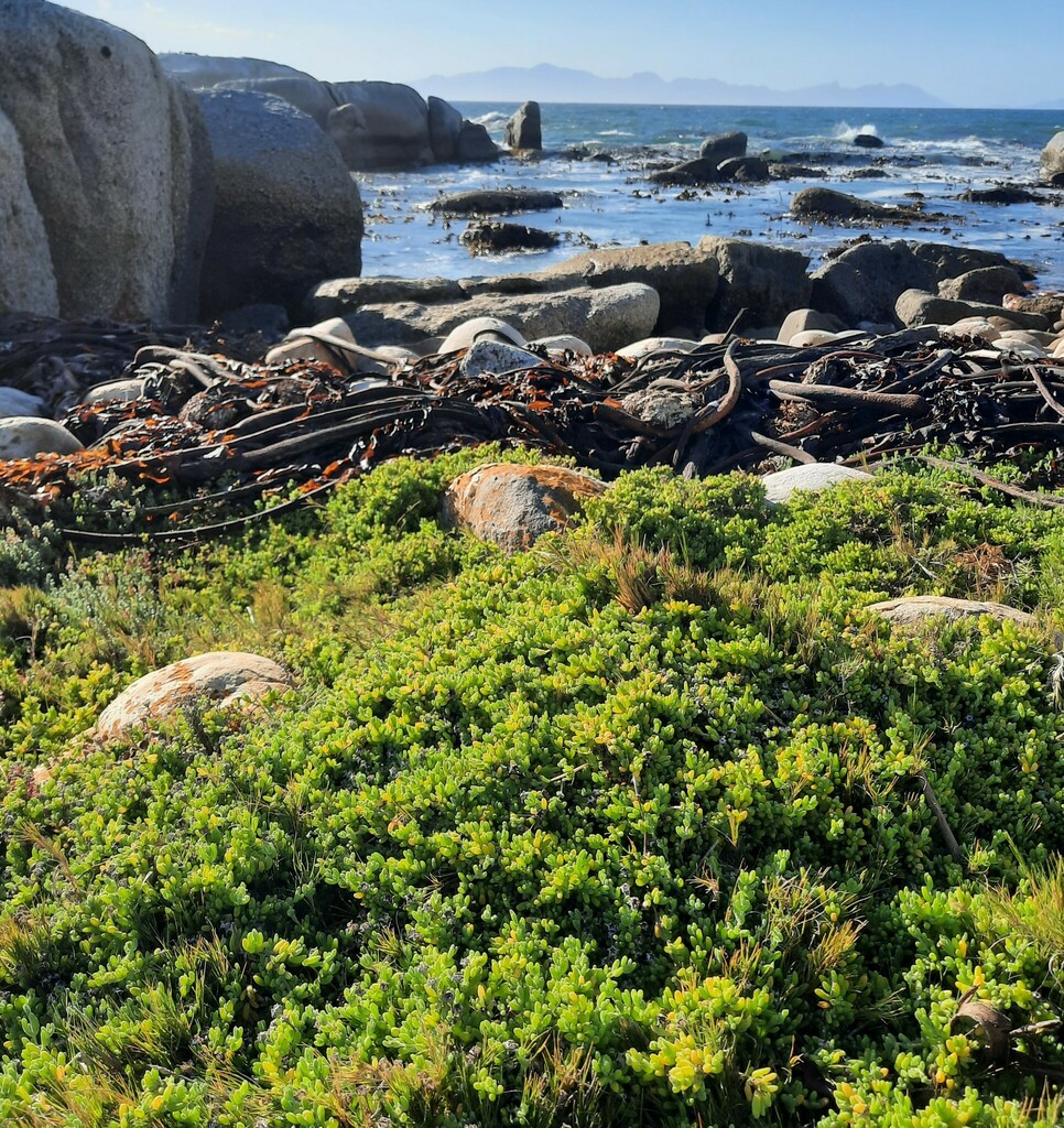 Rodondo Creeper From City Of Cape Town Western Cape South Africa On