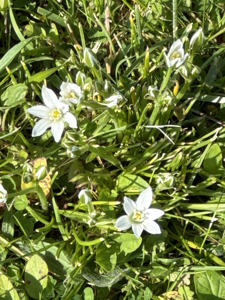 Common Star Of Bethlehem From Prickett S Fort State Park Fairmont WV