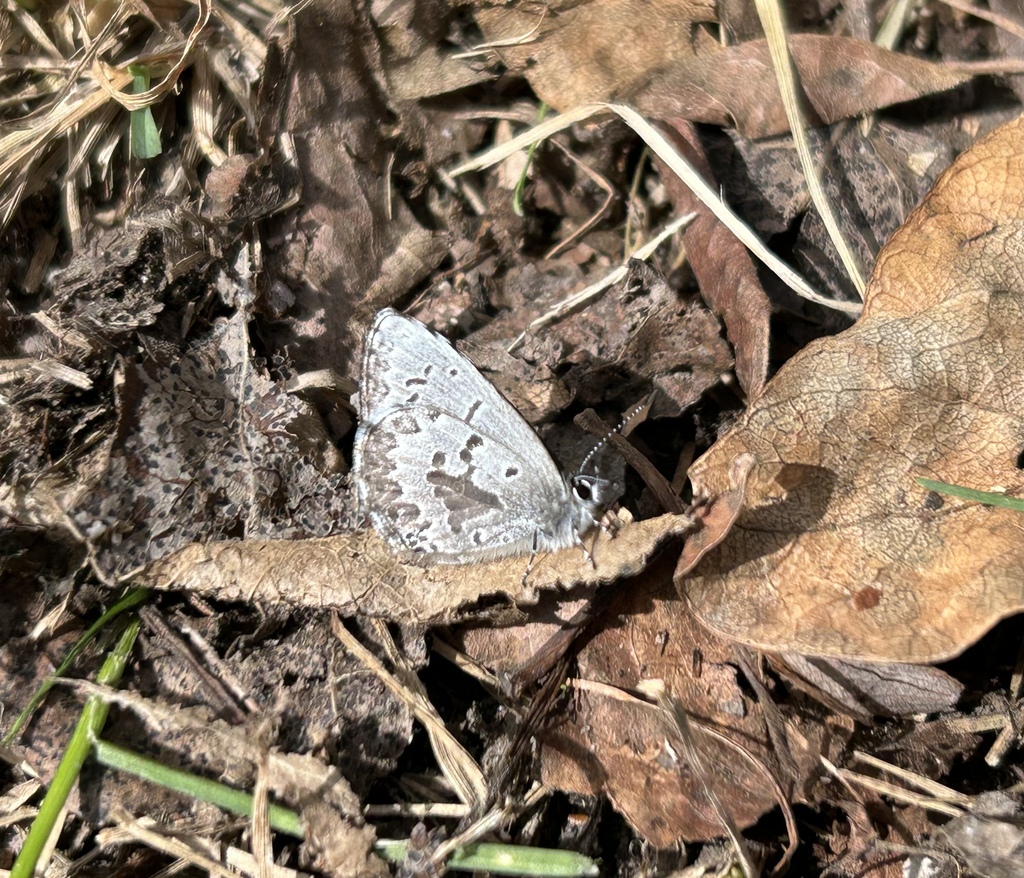 Northern Azure From Aspen Beach Provincial Park Gull Lake Alberta