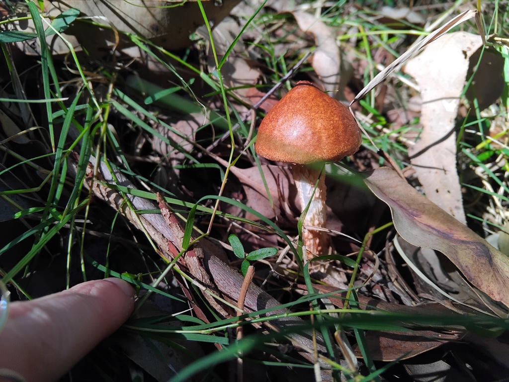 Flecked Bolete From Sydney NSW Australia On April 26 2024 At 01 24 PM