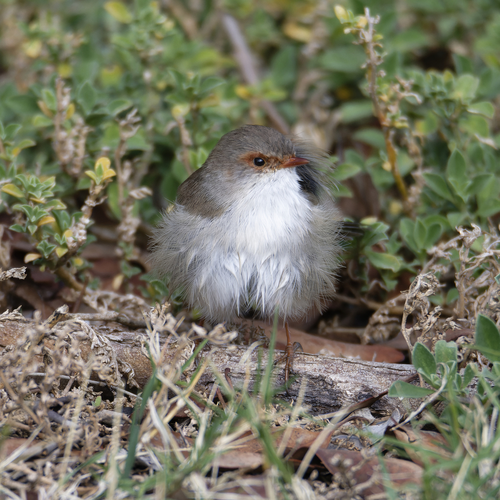 Superb Fairywren From Melbourne Vic Australia On April At