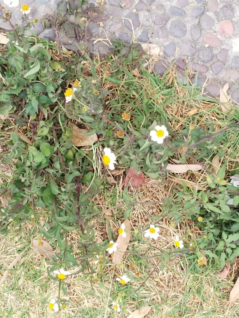 Bidens Odorata From Parque Nacional Molino De Flores San Miguel