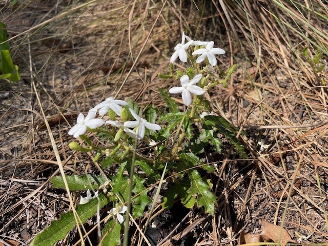 Spurge Nettle In April By Carolyn Spicer Inaturalist